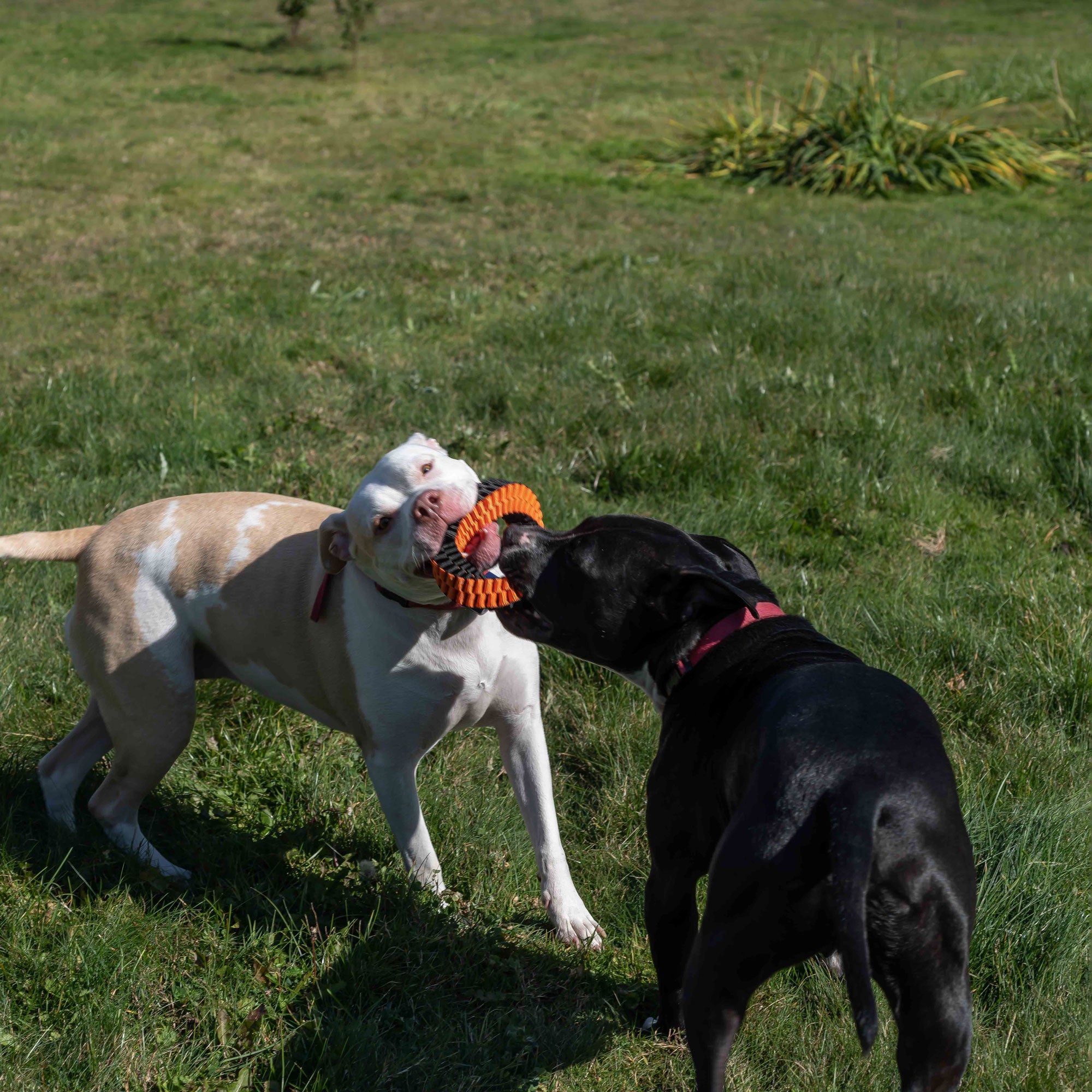 MAD Dog Infiniti Ring