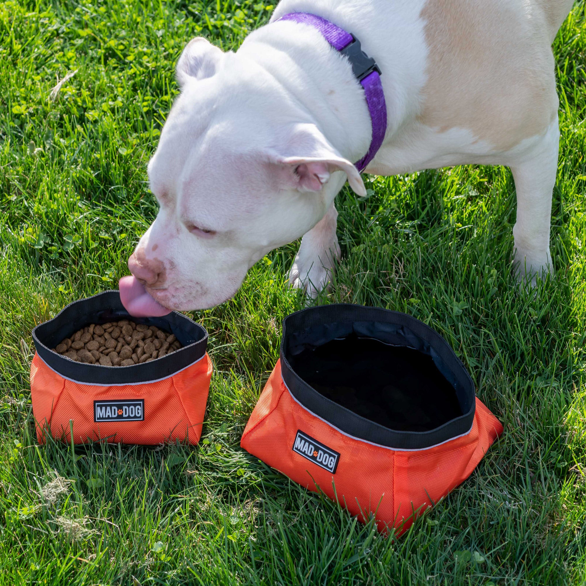 Collapsible Dog Bowl